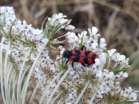 Image of <i>Trichodes umbellatarum</i>