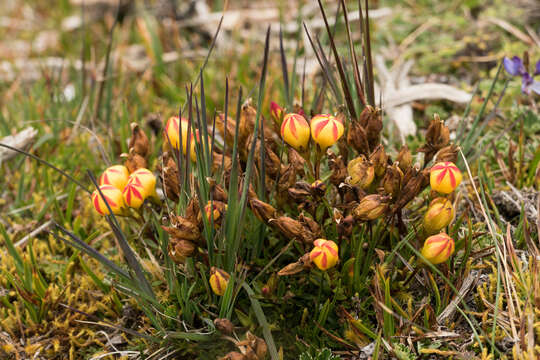 Imagem de Gentianella hirculus (Griseb.) Fabris