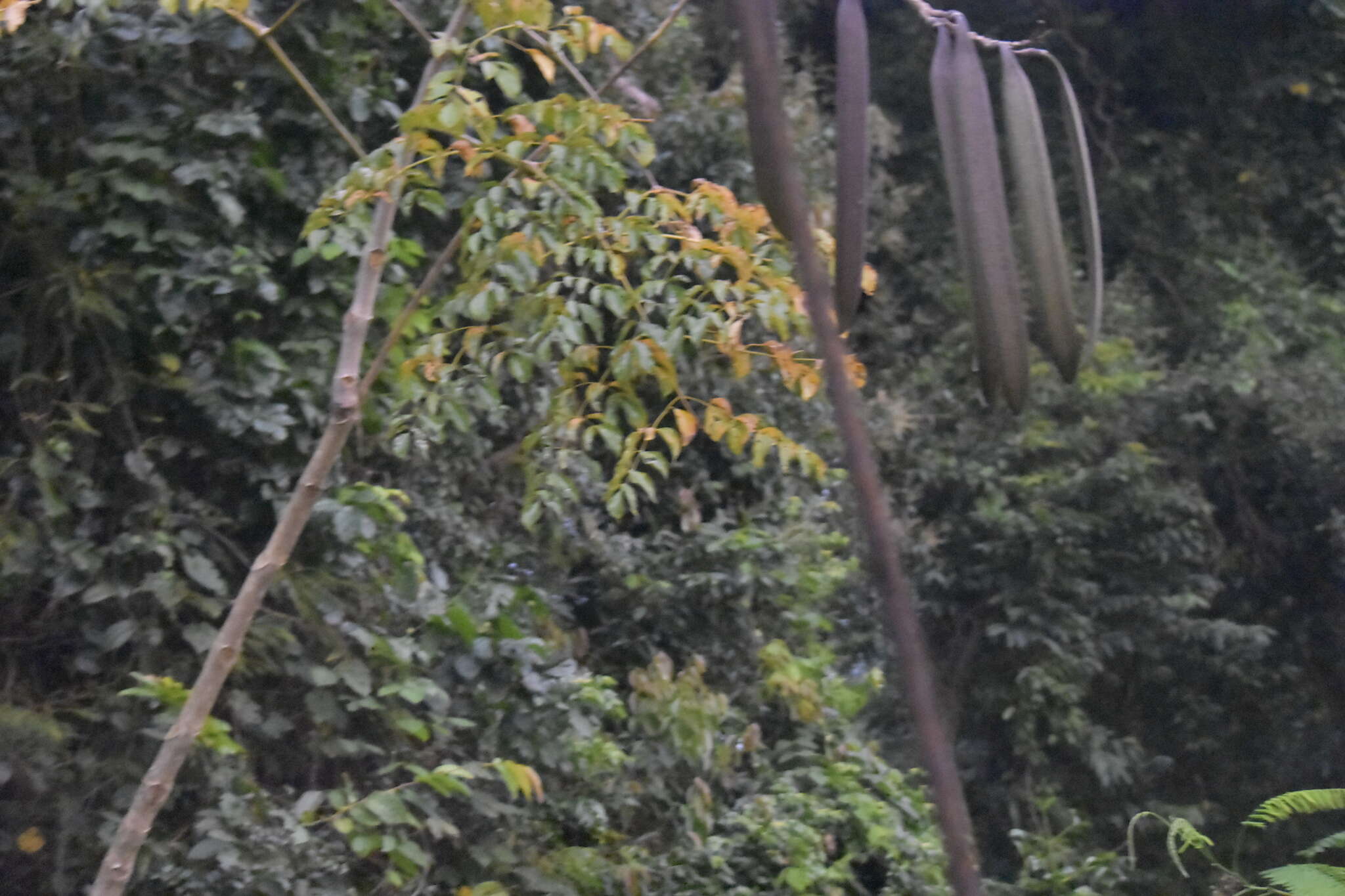 Image of Oroxylum