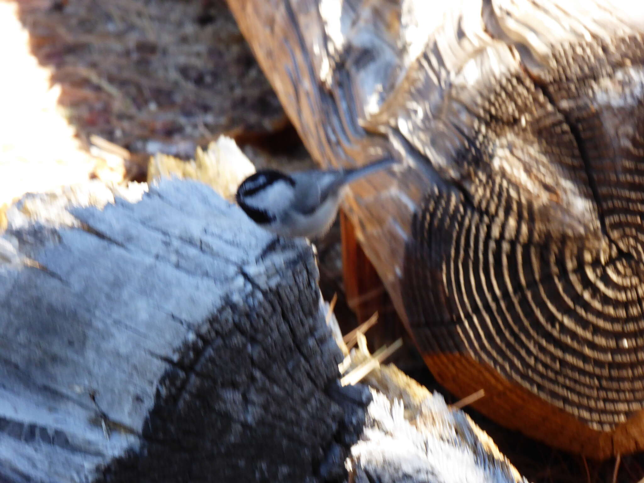 Image of Mountain Chickadee