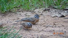 صورة Emberiza goslingi (Alexander 1906)