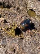 Image of Dung beetle