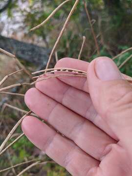 Image of Hesperis steveniana DC.