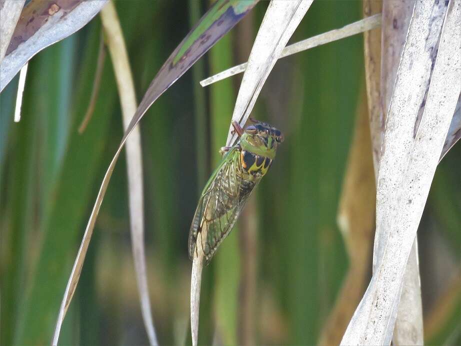 Plancia ëd Neotibicen davisi (Smith, J. B. & Grossbeck 1907)