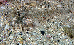 Image of Orangespotted goby