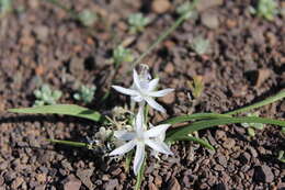 Image of Lapeirousia plicata subsp. plicata