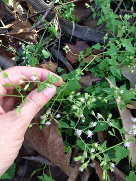 Image of pink thoroughwort