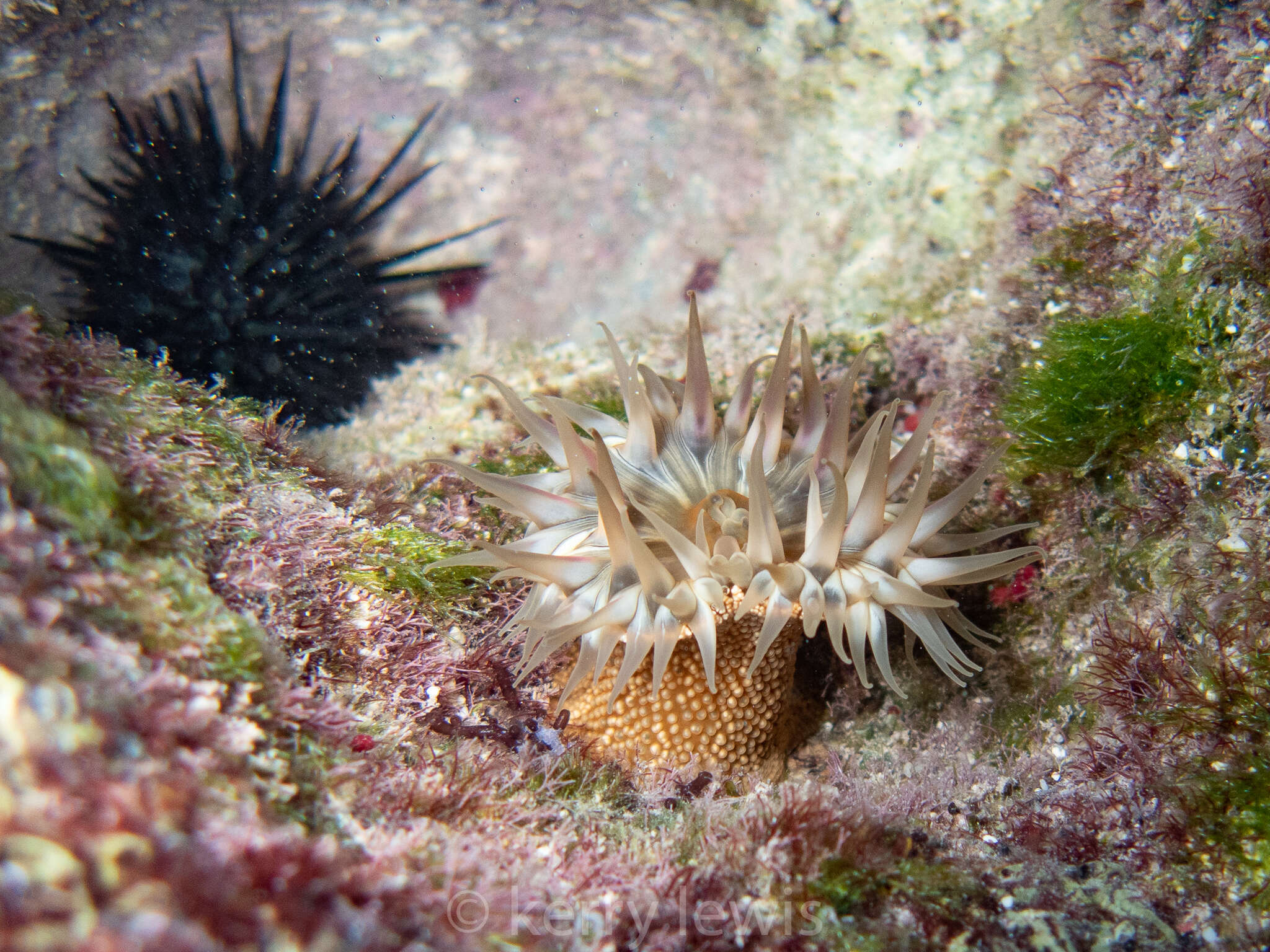 Image of red warty anemone