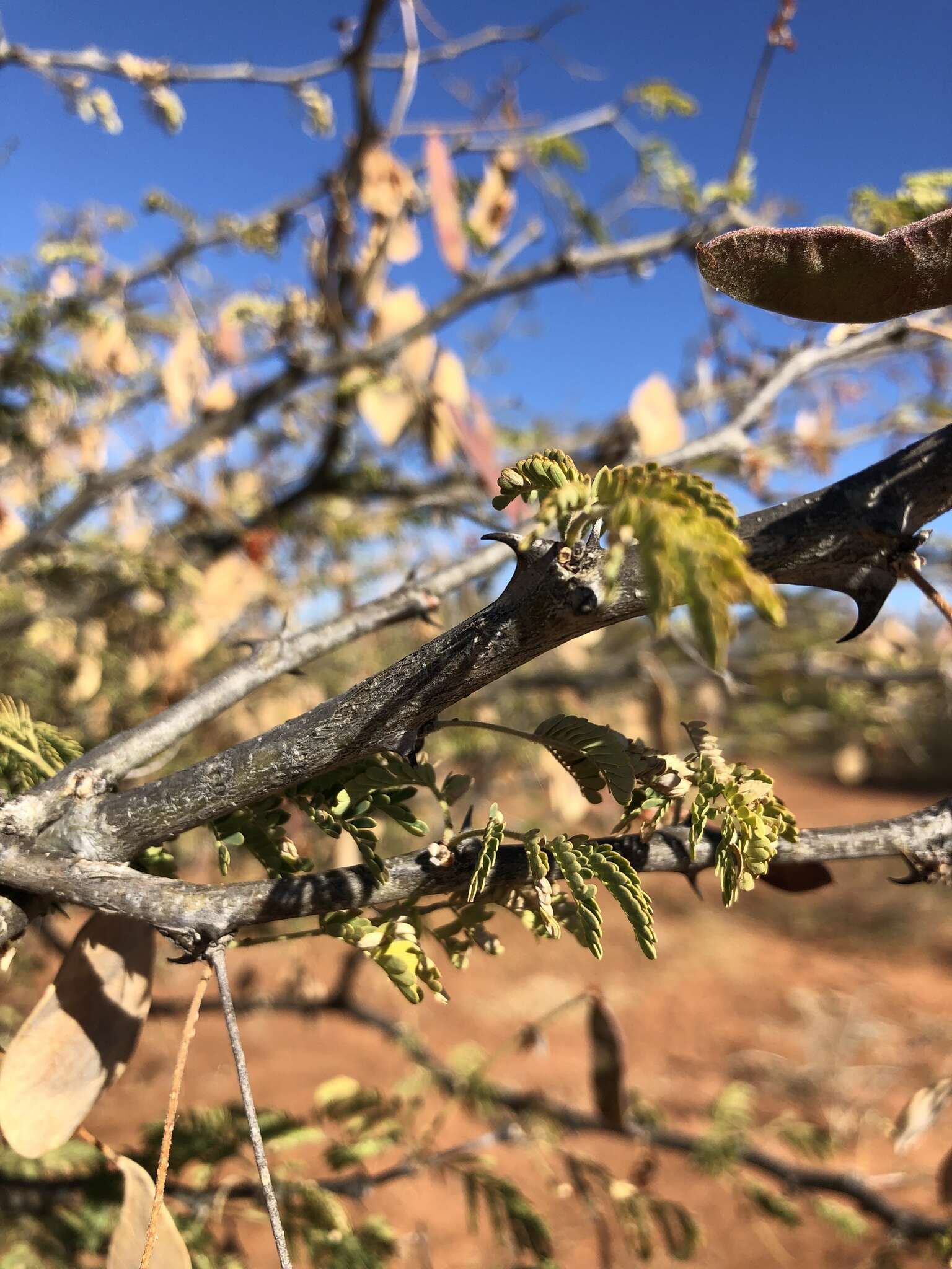 Image of Bushy three-thorn acacia