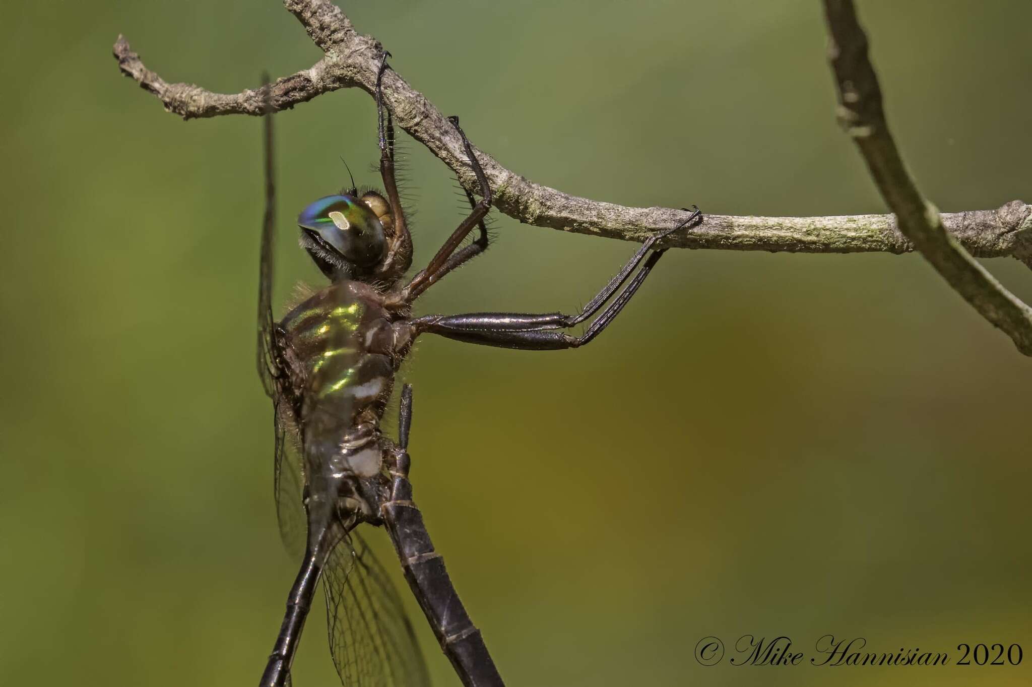 Image of Fine-lined Emerald