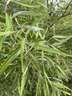 Image of Salix mucronata subsp. woodii (Seemen) Immelman