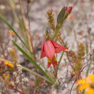 Image of Gladiolus speciosus Thunb.