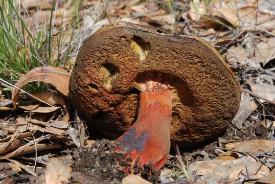 Image of Liver Bolete