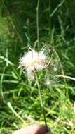 Image de Cirsium tuberosum (L.) All.