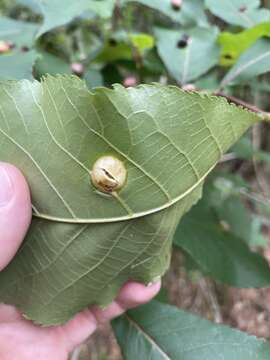 Image of Phylloxera caryaescissa Riley & C. V. 1880