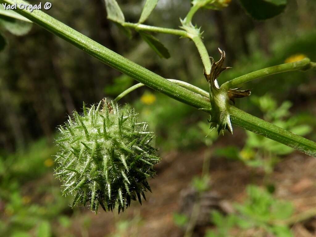 Image of Medicago intertexta subsp. ciliaris (L.) Ponert