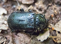 Image of Nicrophorus (Nicrophorus) humator (Gleditsch 1767)