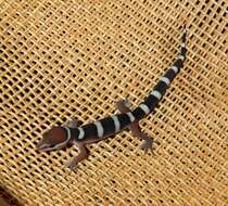 Image of Black Banded Gecko