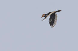 Image of Brown-cheeked Hornbill