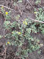 Ononis variegata L.的圖片