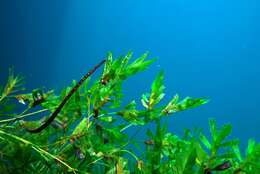 Image of Southern Gulf pipefish