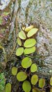 Image of eared watermoss