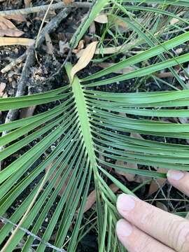 Image of Macrozamia lomandroides D. L. Jones