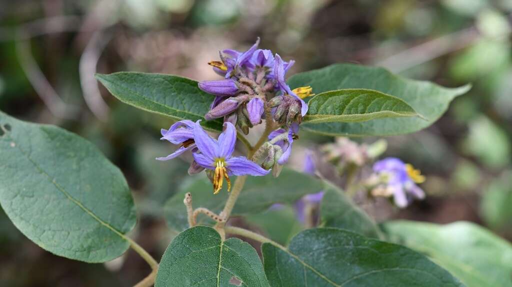 Image de Solanum asperolanatum Ruiz & Pav.