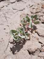 Image of sack saltbush