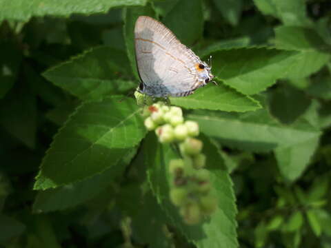 Image of Hypolycaena erylus teatus Fruhstorfer 1912