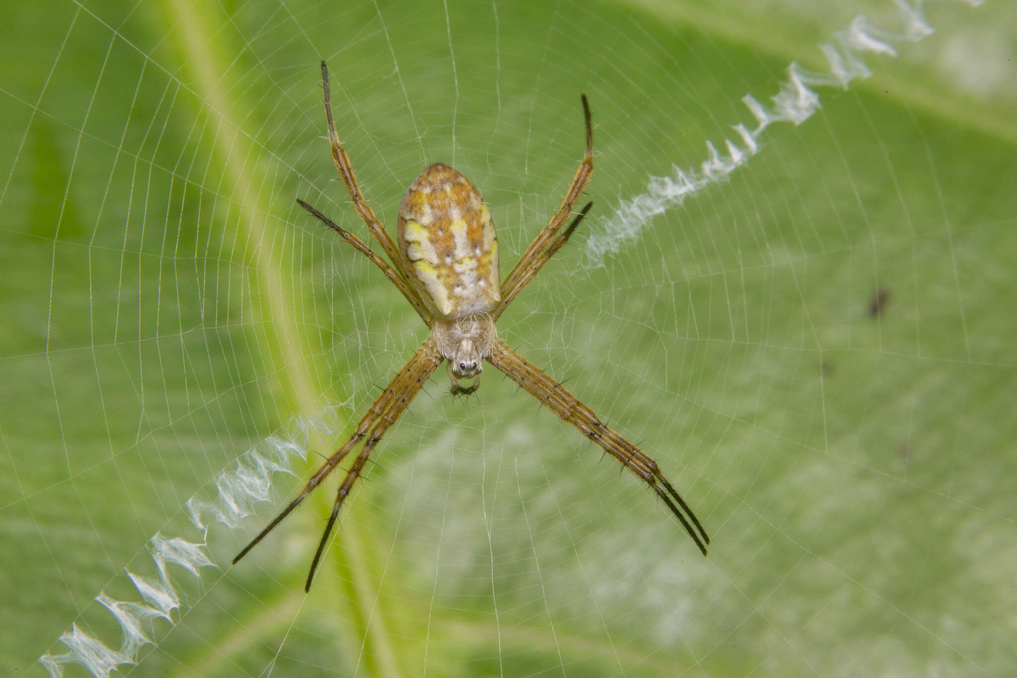 Image of Argiope dang Jäger & Praxaysombath 2009