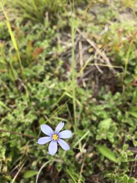 Image de Sisyrinchium fuscatum E. P. Bicknell