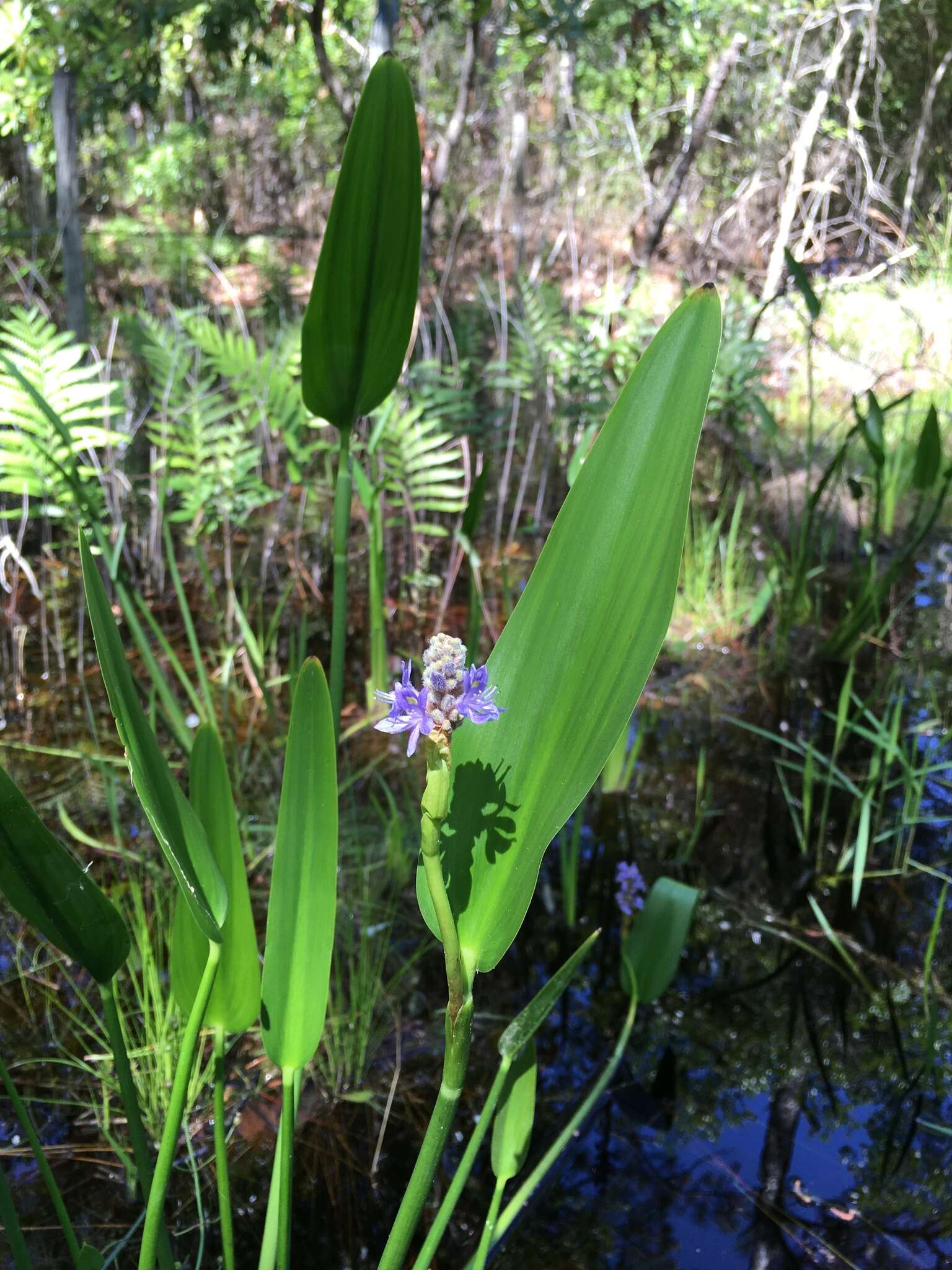 Image of Pontederia cordata var. lancifolia (Muhl.) Morong