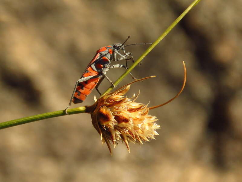 Image de Spilostethus crudelis Fabricius & J. C. 1781