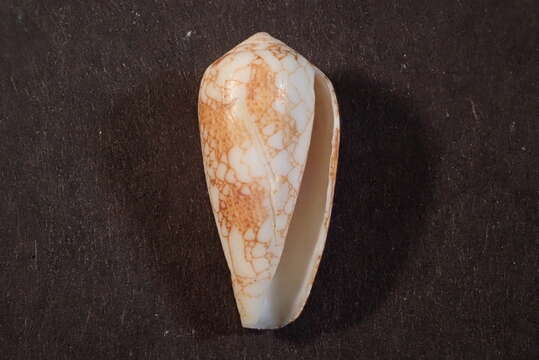 صورة Conus omaria Hwass ex Bruguière 1792