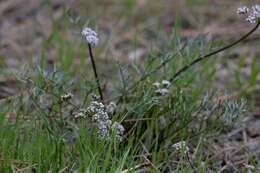 Image of Geyer's biscuitroot