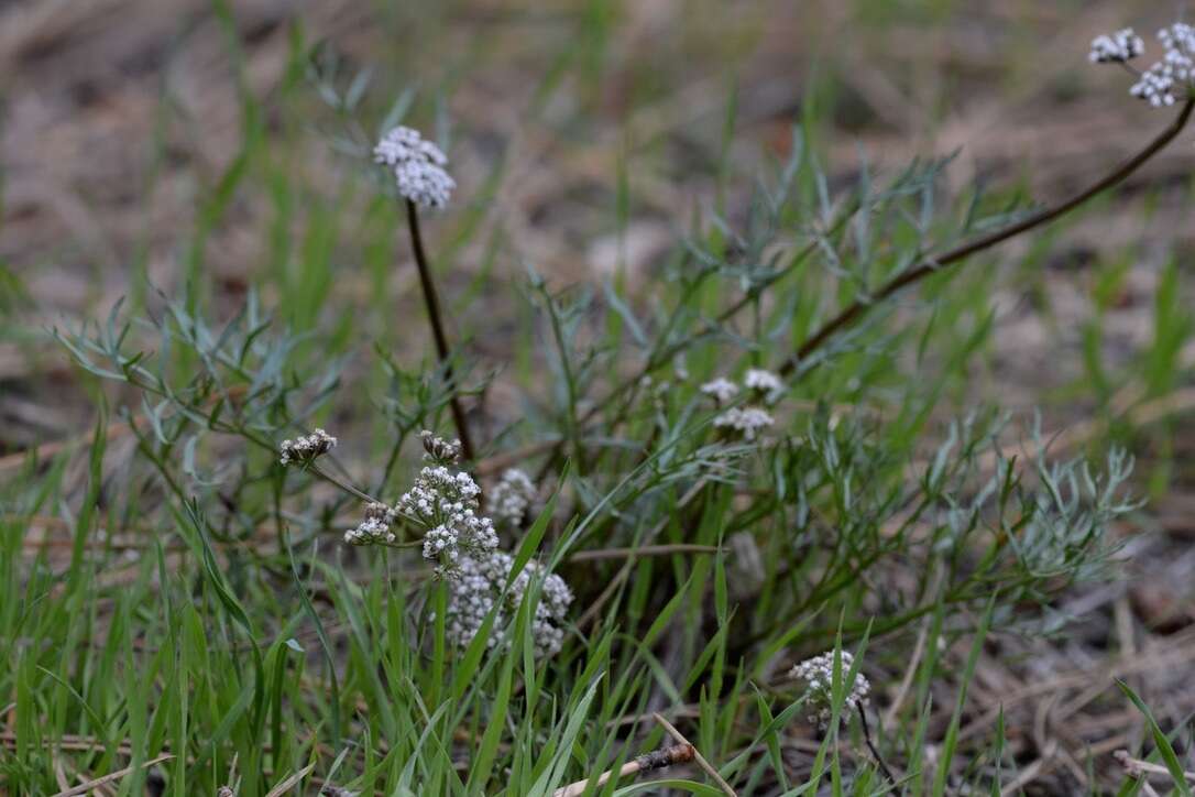 Image of Geyer's biscuitroot