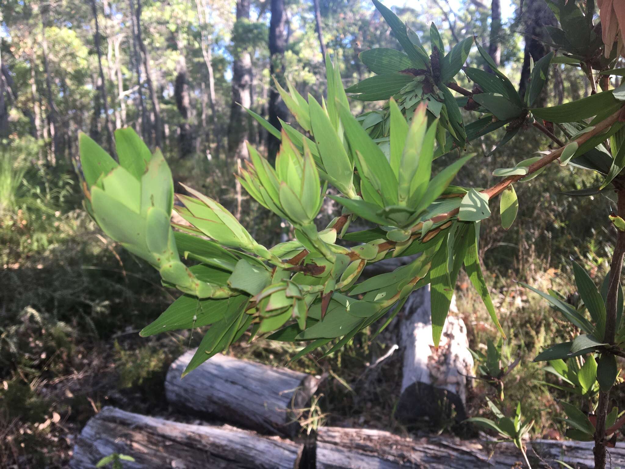 Sivun Leucopogon verticillatus R. Br. kuva