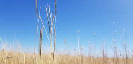 Image of Dichanthium queenslandicum B. K. Simon