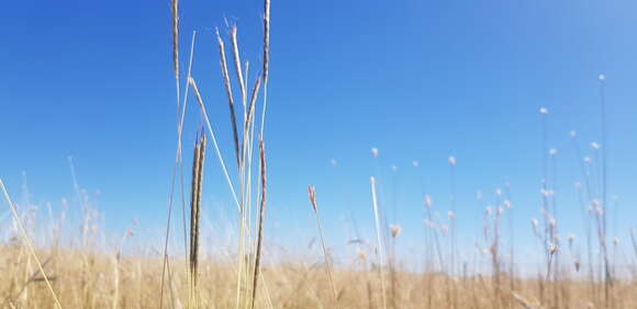 Plancia ëd Dichanthium queenslandicum B. K. Simon