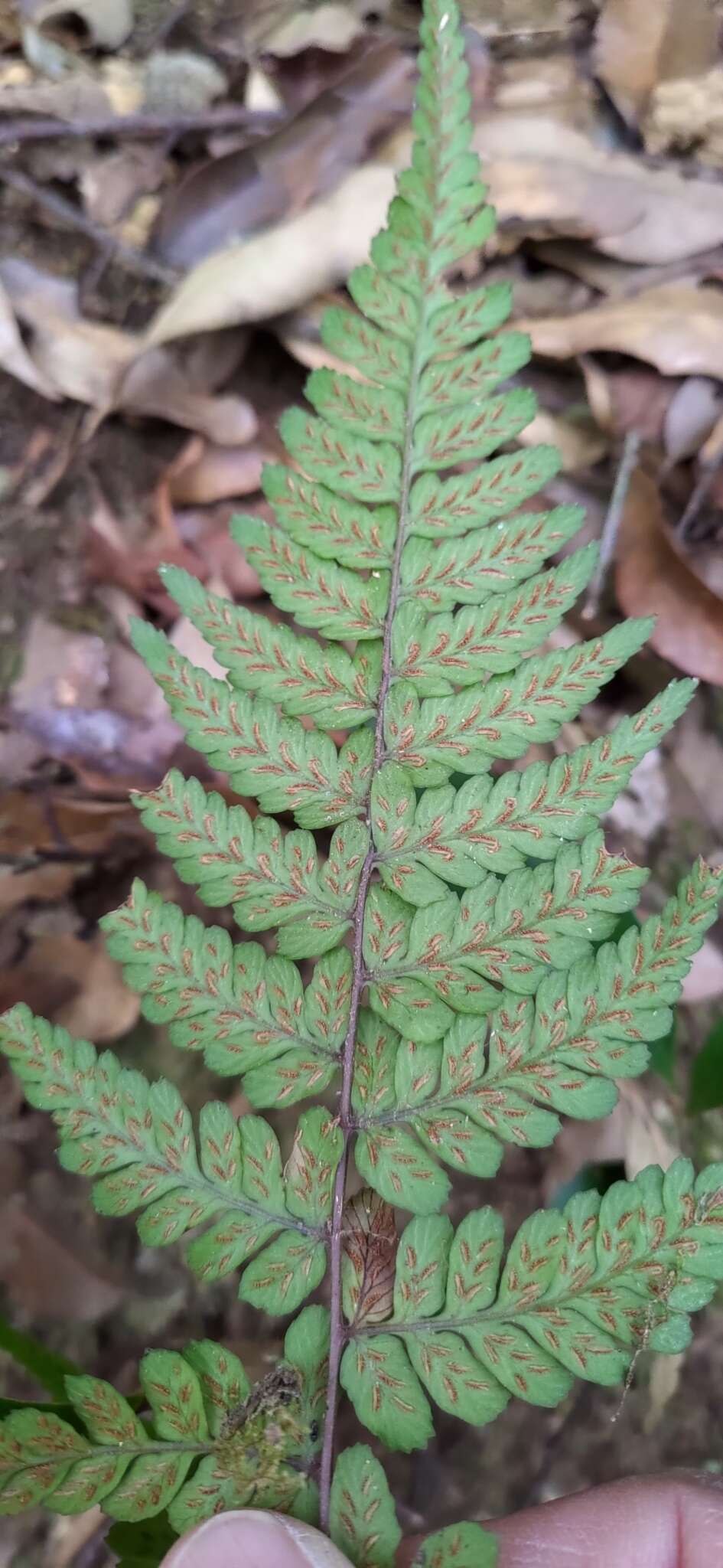 Plancia ëd Athyrium arisanense (Hayata) Tag.