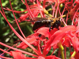 Image of Eastern Carpenter Bee