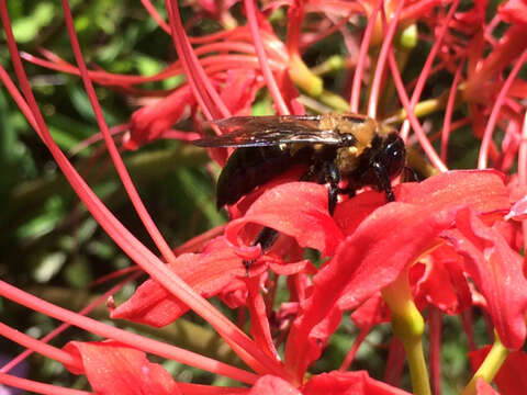 Image of Eastern Carpenter Bee