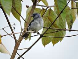 Image of Plain-colored Tanager