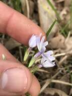 Image of cleft phlox