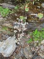 Imagem de Saxifraga cotyledon L.