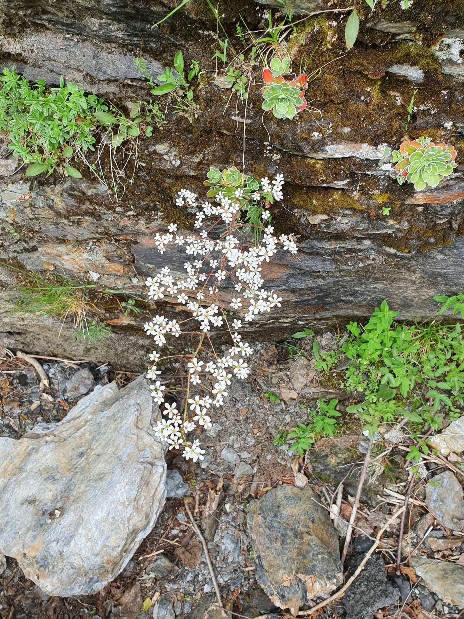 Image de Saxifraga cotyledon L.