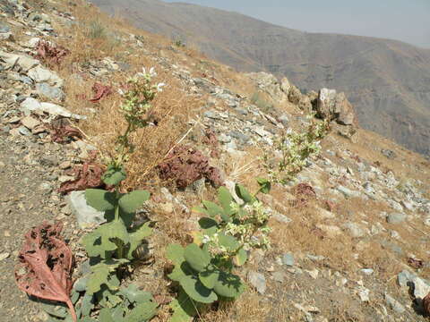 Imagem de Salvia spinosa L.