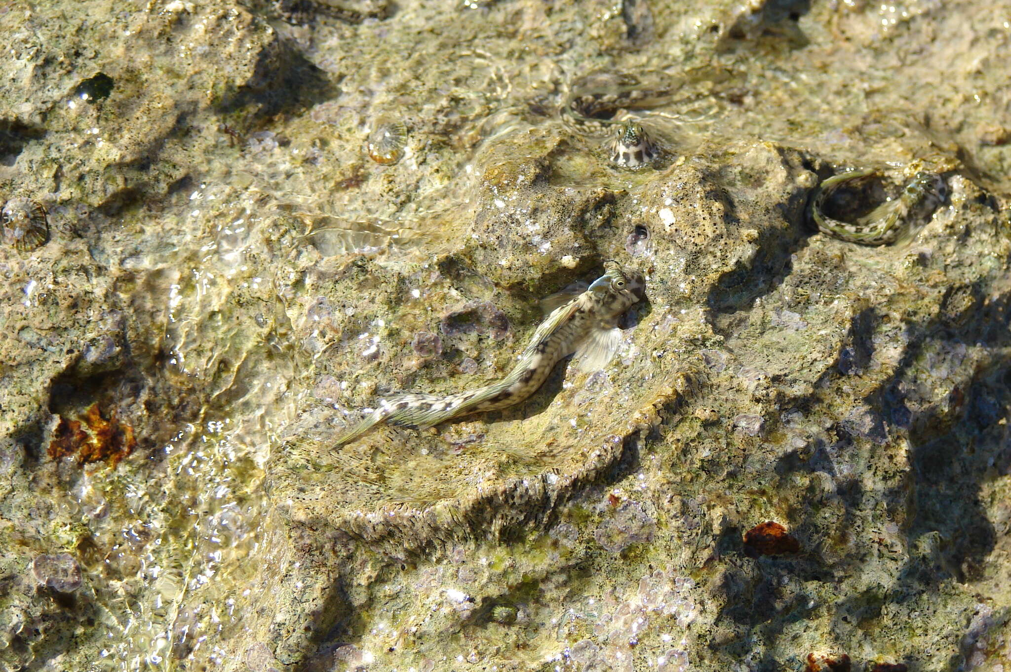 Image of Pallid Rockskipper