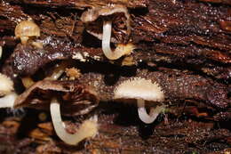 Image of Psathyrella echinata (Cleland) Grgur. 1997